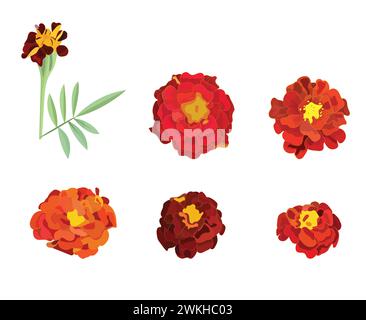 Calendula orange, symbole de la fête mexicaine jour des morts. Un ensemble de fleurs. Illustration vectorielle isolée sur Illustration de Vecteur
