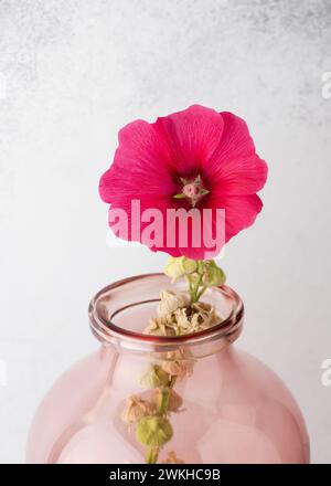 Belle fleur de hollyhock rouge dans un grand vase en verre rose. (Alcea rosea) concept de décoration intérieure. Mise au point sélective. Copier l'espace. Banque D'Images
