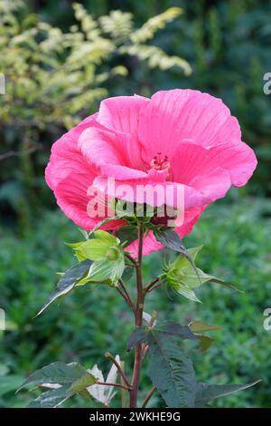 Hibiscus moscheutos planète Griotte, mauve rose planète Griotte, Hibiscus moscheutos Tangri, grandes fleurs rouge cerise Banque D'Images