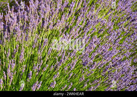 Culture de Lavande, Lavande en fleurs, Valensole, Alpes-de-haute-Provence, Provence-Alpes-Côte d'Azur, France, Europe Banque D'Images