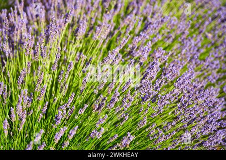 Culture de Lavande, Lavande en fleurs, Valensole, Alpes-de-haute-Provence, Provence-Alpes-Côte d'Azur, France, Europe Banque D'Images