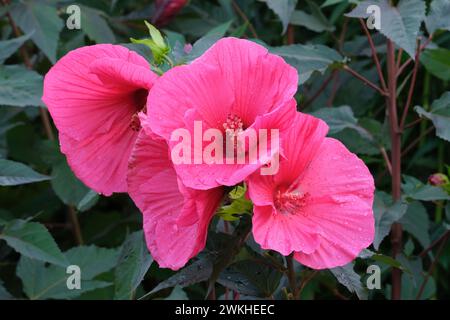 Hibiscus moscheutos planète Griotte, mauve rose planète Griotte, Hibiscus moscheutos Tangri, grandes fleurs rouge cerise Banque D'Images