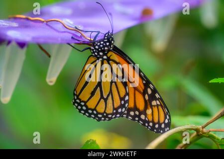 Monarque papillon ou simplement monarque Danaus plexippus *** monarchfalter oder einfach monarque Danaus plexippus Copyright : xx Banque D'Images