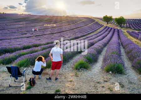 Culture de Lavande, Lavande en fleurs, Valensole, Alpes-de-haute-Provence, Provence-Alpes-Côte d'Azur, France, Europe Banque D'Images