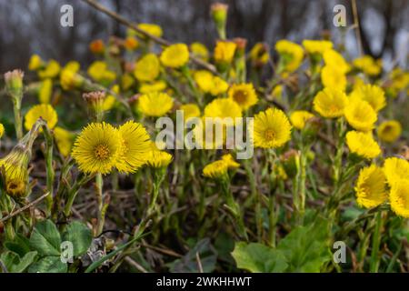 Herbe sauvage médicinale de pied de coltsfoot ou de pied-de-biche. Farfara Tussilago plante en croissance dans le champ. Jeune fleur utilisée comme ingrédients de médicament. Ressort Prairie bl Banque D'Images