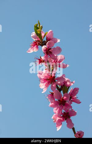 Arbre pêche, arrière-plan flou. Arbre en fleurs au printemps avec des fleurs roses. La beauté du jardin de printemps, le concept de printemps. Banque D'Images