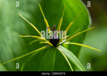 Quadrifolia de Paris. Fleur gros plan de la plante toxique, herbe-paris ou le nœud de vrais amoureux. Herbe de Paris en fleurs. Œil de Corbeau ou œil de corbeau, empoisonno Banque D'Images