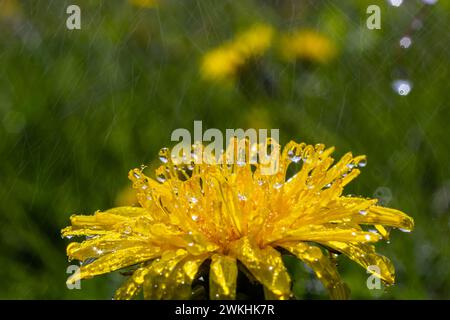 Pissenlit Taraxacum officinale comme une fleur de mur, est un artiste pionnier de la plante et de la survie qui peut également prospérer sur des routes de gravier. Magnifique débit de Taraxacum Banque D'Images