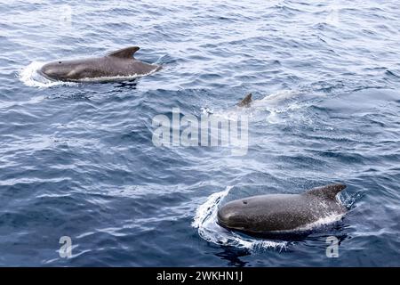 Une famille de baleines pilotes (Globicephala melas) joue dans les eaux froides près des îles Lofoten, leurs corps lisses créant des ondulations Banque D'Images