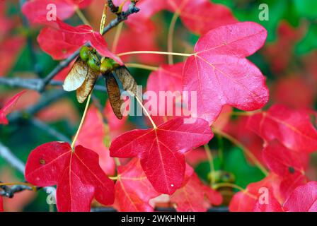 Détail des feuilles rouges de l'érable de Montpellier (Acer monspessulanum) à l'automne. Banque D'Images