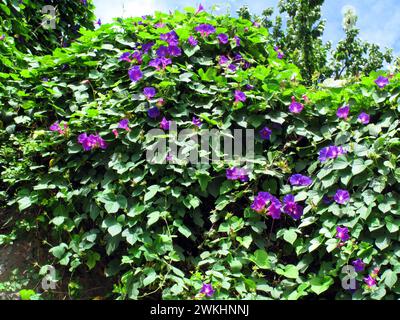 La plante envahissante bleu matin gloire (Ipomoea indica) en fleur. Il est originaire des régions tropicales d'Amérique. Banque D'Images