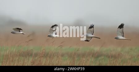 Image composite d'un mâle Hen Harrier (Circus cyaneus) se casserole bas au-dessus du marais de Norfolk Banque D'Images