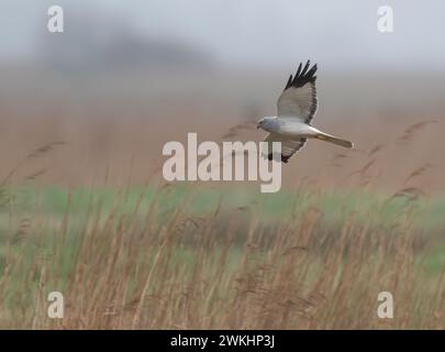 Hen Harrier mâle (Circus cyaneus) casernant bas au-dessus du marais de Norfolk Banque D'Images