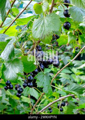 Branche noire de cassis avec fruits. Cassis biologique dans un verger. Branches avec fruits juteux. Gros plan du currant mûr sur la branche dans le jardin. Banque D'Images