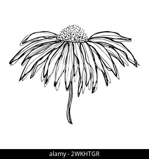 Croquis de doodle noir dessiné à la main de l'échinacée de camomille simple Marguerite sur fond blanc. Illustration vectorielle Illustration de Vecteur