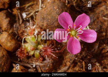 Fleur rose de la belle rosée pygmée (Drosera pulchella), dans un habitat naturel, sud-ouest de l'Australie occidentale Banque D'Images