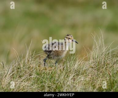 Courlis eurasien Numenius arquata, poussin marchant dans l'herbe blanche sur la frange de landes, juin. Banque D'Images