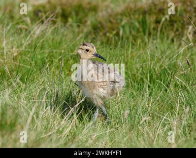 Courlis eurasien Numenius arquata, poussin marchant dans l'herbe blanche sur la frange de landes, juin. Banque D'Images