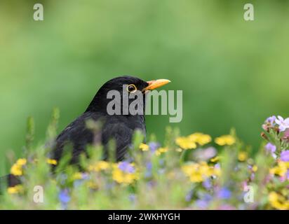 Oiseau noir eurasien Turdus merula, mâle debout dans les fleurs du jardin, juin. Banque D'Images