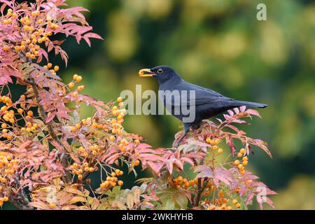 Turdus merula, oiseau noir eurasien, mâle se nourrissant de baies ornementales de rowan dans le jardin, octobre. Banque D'Images