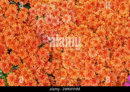 Frais lumineux orange florissant jardin coréen chrysanthèmes buissons Sarlat dans le jardin d'automne à l'extérieur en journée ensoleillée. Fond de fleur pour carte de voeux, wa Banque D'Images