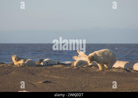 Ours polaires, Ursus maritimus, groupe de mâles adultes attendent sur une île barrière pour le gel de l'océan, au large de la réserve faunique nationale de l'Arctique, Alaska Banque D'Images