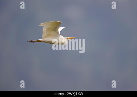 Egret de bétail en vol pris à jardin Colombie Amérique du Sud Banque D'Images