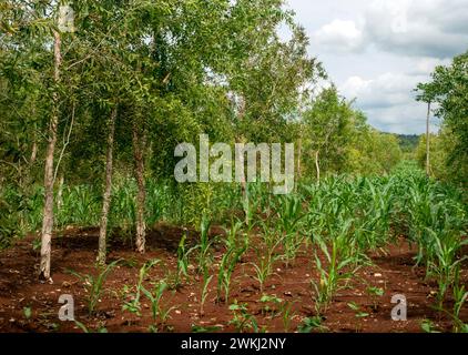 Cajuput (Melaleuca cajuputi) et jeunes plants de maïs poussant sur la terre ferme, dans la région de Gunung Kidul, Yogyakarta, Indonésie. Banque D'Images