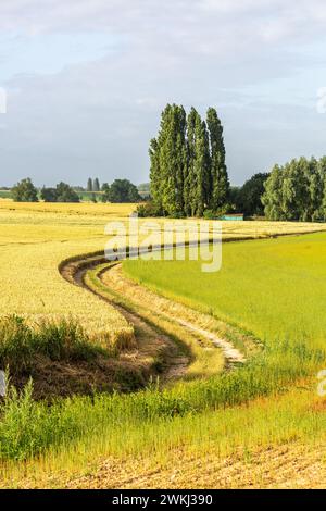 Chemin de ferme sinueux parmi les champs Banque D'Images