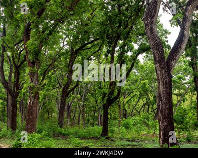 Arbre d'acajou, forêt de Swietenia macrophylla à Gunung Kidul, Yogyakarta, Indonésie. Banque D'Images