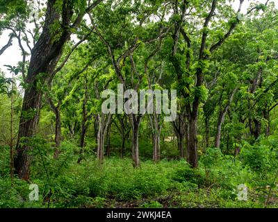 Arbre d'acajou, forêt de Swietenia macrophylla à Gunung Kidul, Yogyakarta, Indonésie. Banque D'Images