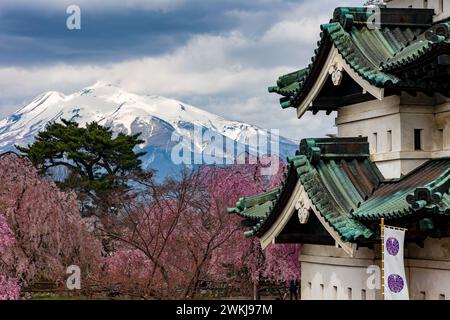 Fleurs de cerisier aux couleurs vives et volcan enneigé autour de l'ancien château Hirosaki à Aomori, au Japon Banque D'Images