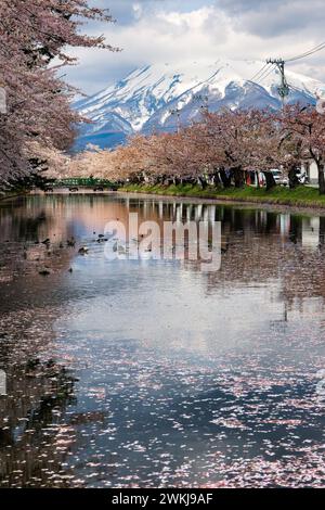 Floraison de cerisiers printanière colorée avec un grand volcan derrière (Hirosaki City, Aomori, Japon) Banque D'Images