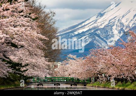 Belle et vivante fleur de cerisier (Sakura) avec et towerig, volcan enneigé derrière Banque D'Images