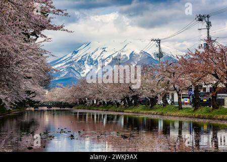 Magnifique cerisier en fleurs autour d'une petite rivière avec un énorme volcan enneigé derrière Banque D'Images