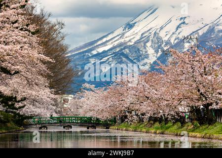 Floraison de cerisiers printanière colorée avec un grand volcan derrière (Hirosaki City, Aomori, Japon) Banque D'Images