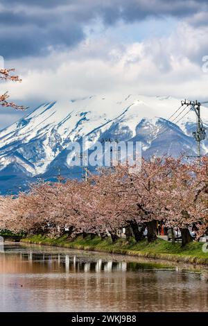 Floraison de cerisiers printanière colorée avec un grand volcan derrière (Hirosaki City, Aomori, Japon) Banque D'Images