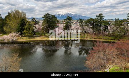 Volcan enneigé du mont Iwaki avec des cerisiers en fleurs colorés au premier plan (Hirosaki, Japon) Banque D'Images