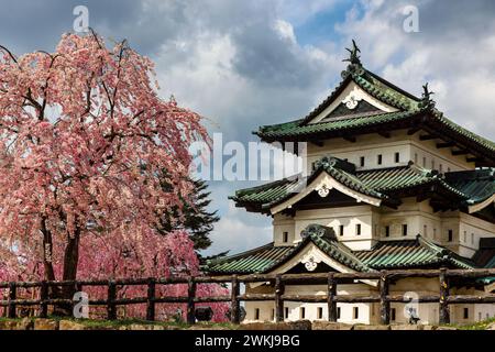 Fleurs de cerisier magnifiquement colorées (Sakura) entourant un vieux château japonais (Château de Hirosaki, Aomori, Japon) Banque D'Images