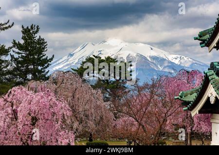 Magnifique Cherry Blossom et Mont Iwaki vus du château de Hirosaki, Japon Banque D'Images