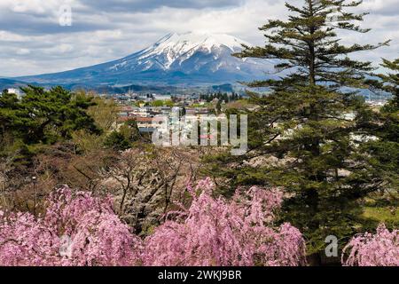 Volcan enneigé du mont Iwaki avec des cerisiers en fleurs colorés au premier plan (Hirosaki, Japon) Banque D'Images