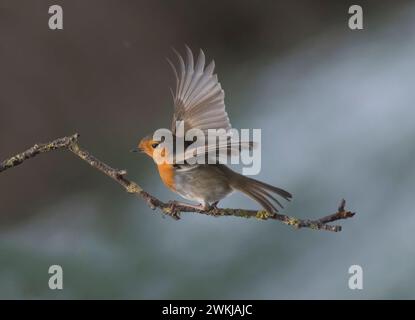 Robin européen, erithacus rubecula, décollage de branche, hiver, Royaume-Uni Banque D'Images