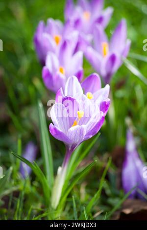 Crocus floraison printanière - violet, naturalisé dans la pelouse. Banque D'Images