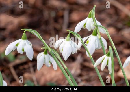 Galanthus 'Hill Poë' (Poe) variété de gouttes de neige fleurissant dans un jardin anglais en février, Angleterre, Royaume-Uni. Bloc de doubles gouttes de neige en fleur. Banque D'Images