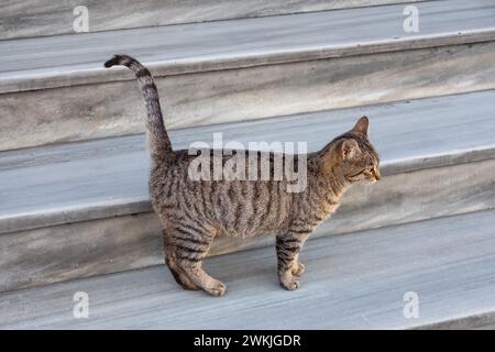 Chat sur les escaliers en plein air. Chat Tabby marchant sur un escalier. Mise au point sélective, photo de rue Banque D'Images