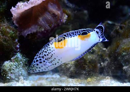 Clown coris (coris aygula) est un poisson de récif corallien originaire des océans Indien et Pacifique occidental. Spécimen juvénile. Banque D'Images