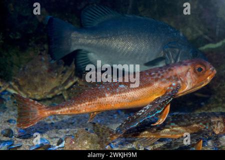 Le gurnard volant (Dactylopterus volitans) est un poisson marin carnivore originaire de l'océan Atlantique et de la mer Méditerranée. Banque D'Images