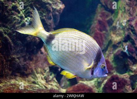 La dorade commune à deux bandes (Diplodus vulgaris) est un poisson marin originaire de la mer Méditerranée et du nord-est de l'océan Atlantique. Banque D'Images