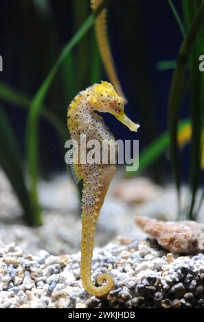 Hippocampe à museau court (hippocampe hippocampe) est un poisson marin endémique de la mer Méditerranée et faisant partie de la côte atlantique de l'Europe. Banque D'Images