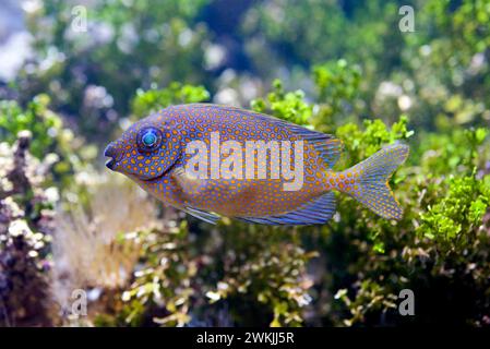 Le rabbitfish à pois dorés (Sigianus punctatus) est un poisson marin originaire du Pacifique tropical. Banque D'Images